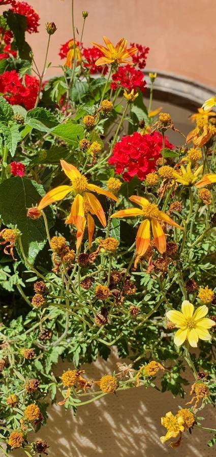 Verbesina helianthoides flower