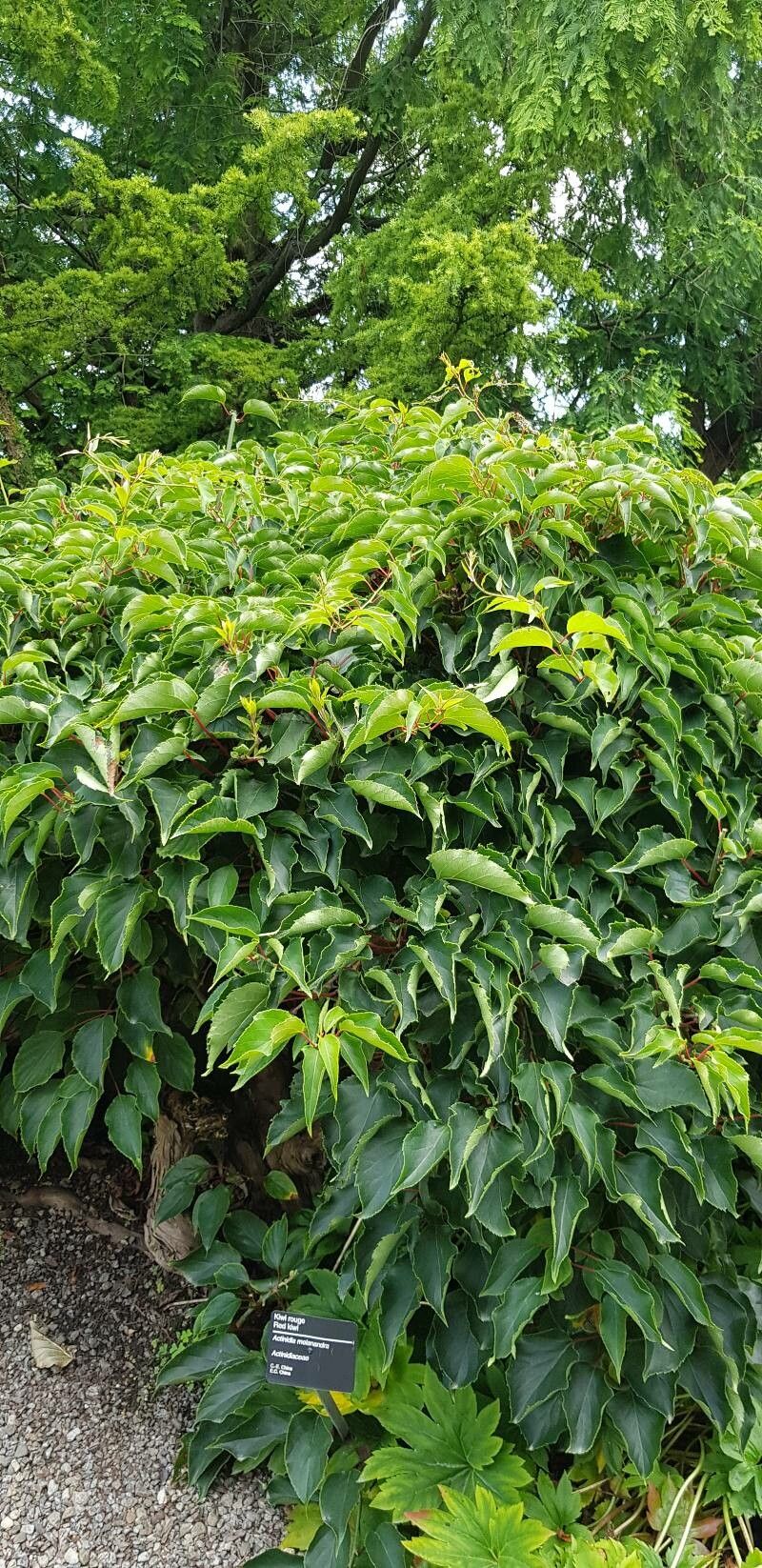 Actinidia melanandra habit