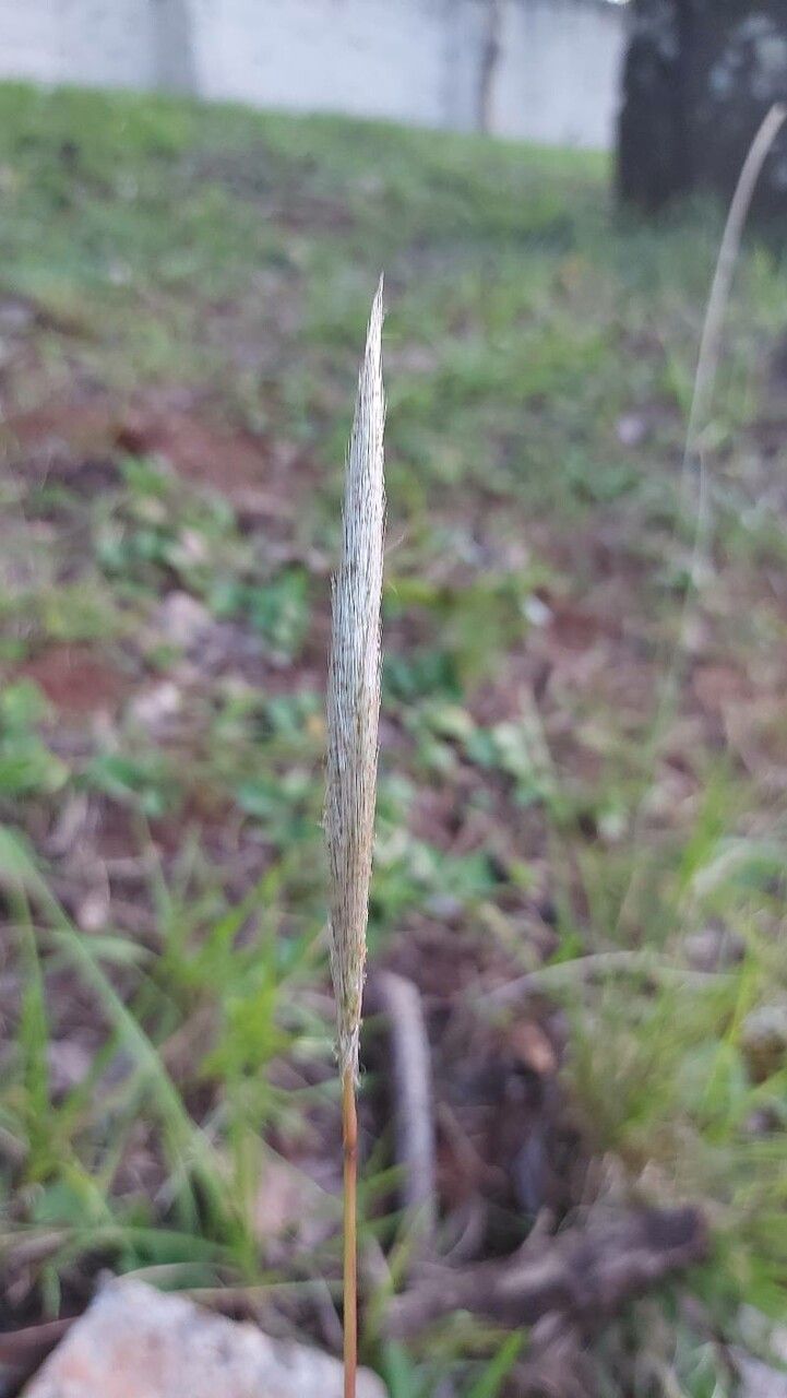 Elymus glaucus flower