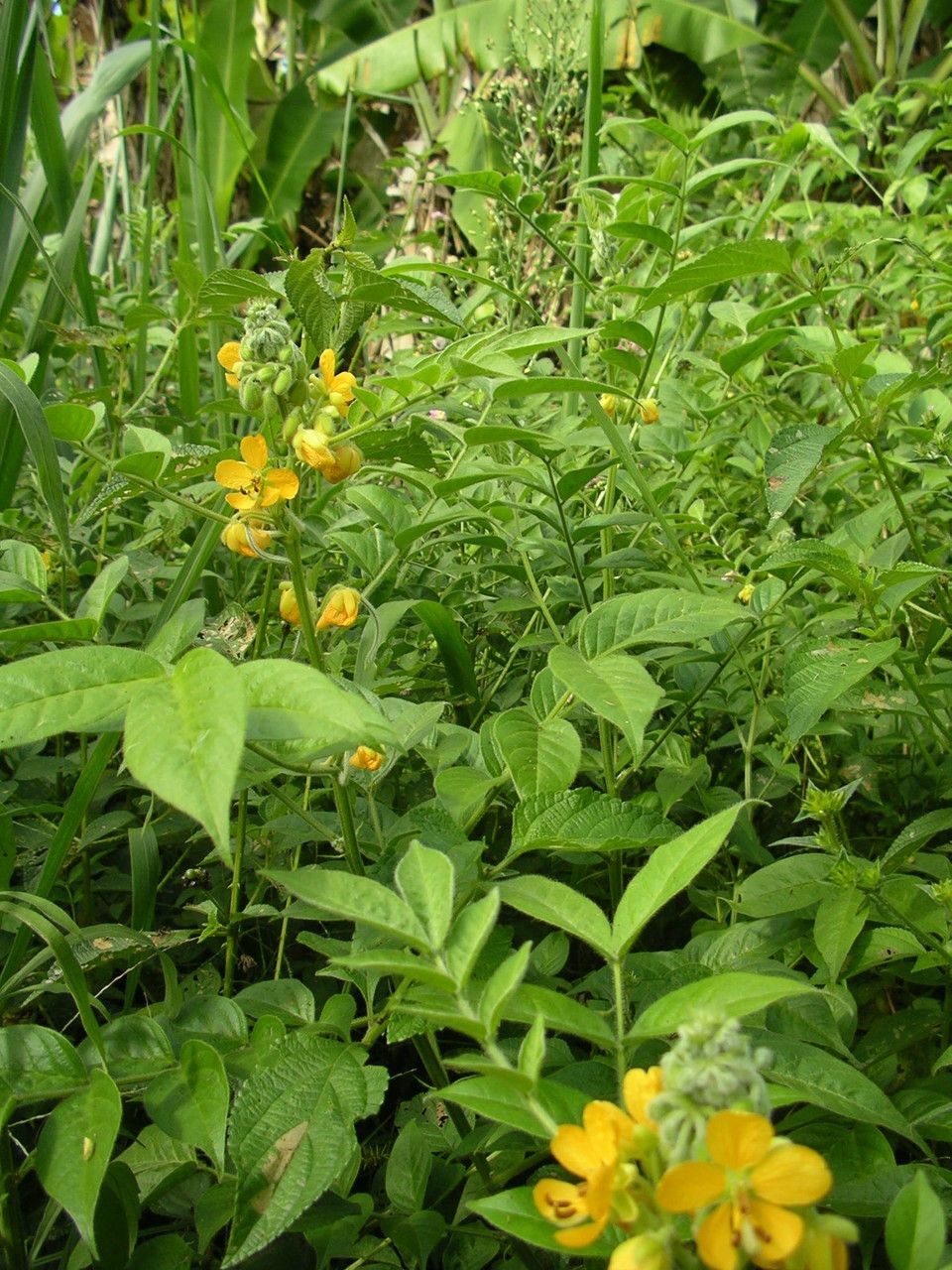Senna hirsuta habit