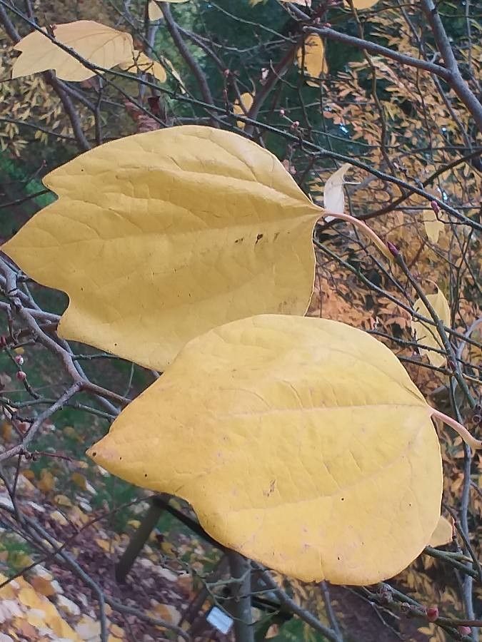 Lindera obtusiloba — search result for 'Lauraceae'
