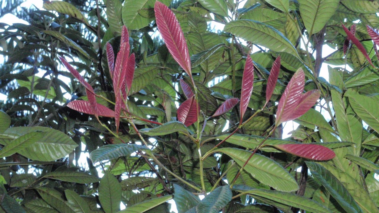 Nothofagus codonandra leaf