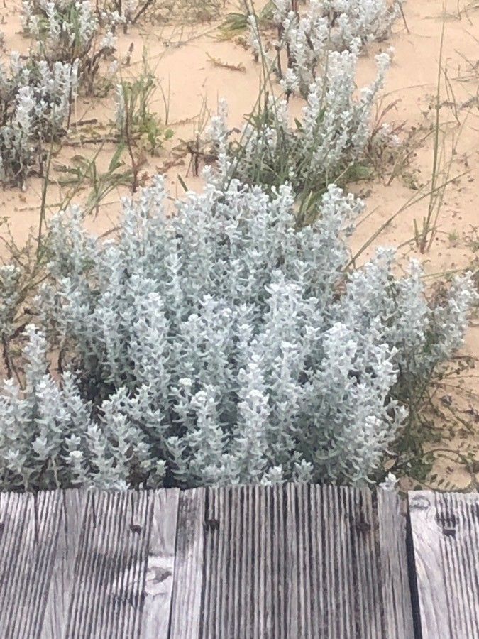 Achillea maritima — search result for 'Compositae'