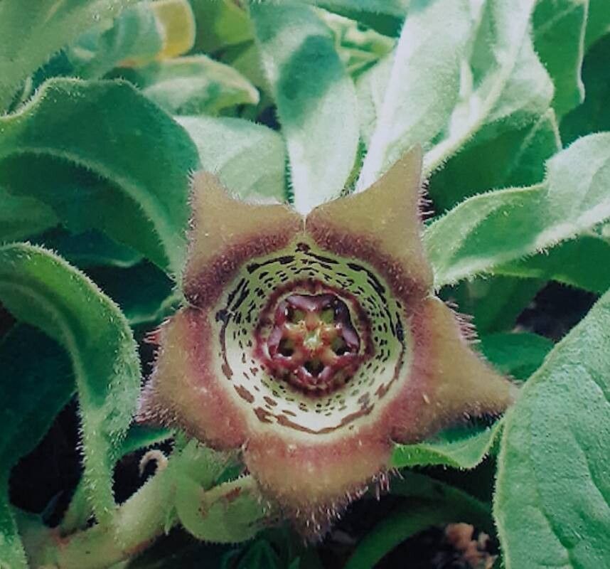 Ceropegia chlorozona flower