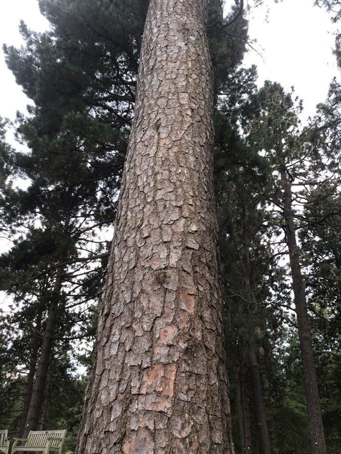 Pinus serotina bark