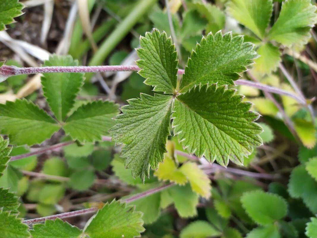 Potentilla argyrophylla leaf