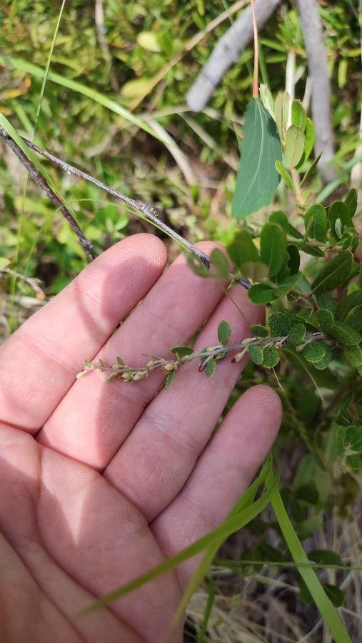 Chamaedaphne calyculata fruit