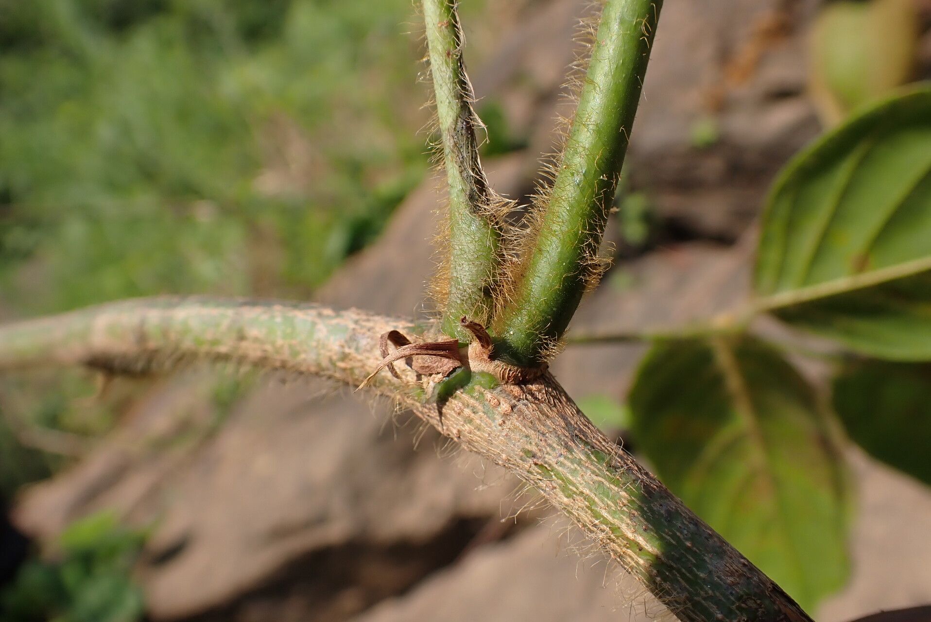 Dioclea hexandra bark