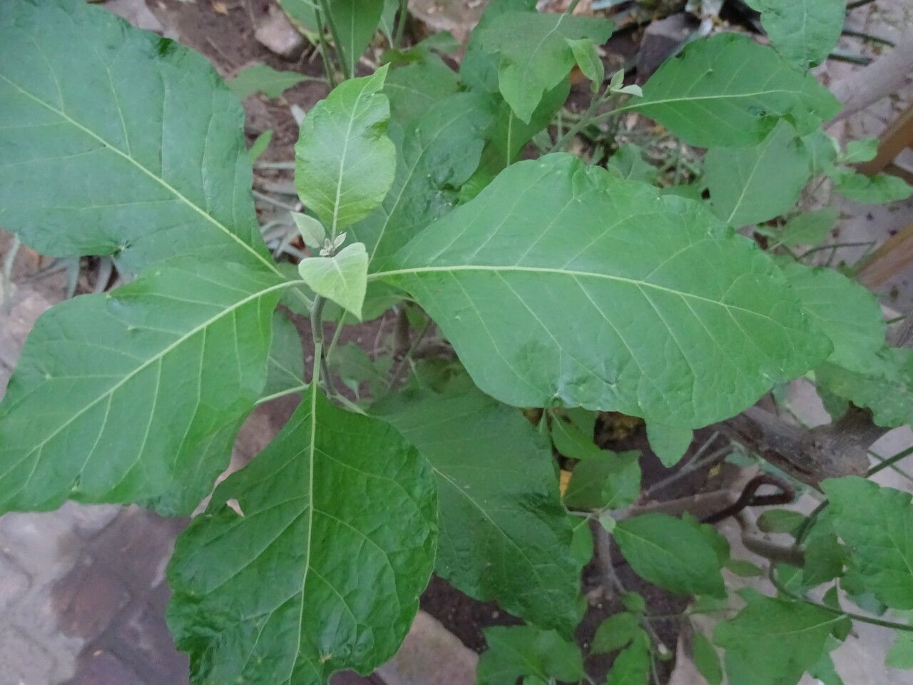 Gymnanthemum coloratum — houseplant care guide