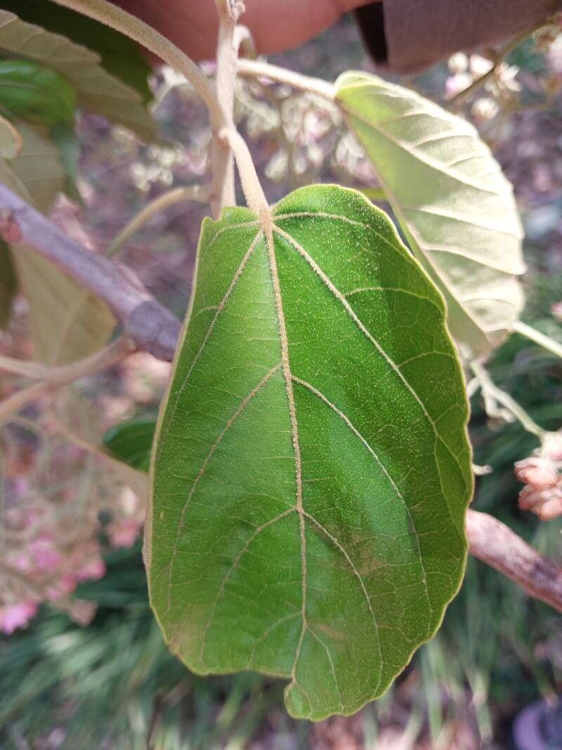 Dombeya pubescens leaf