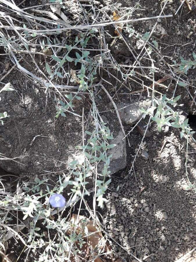 Evolvulus helianthemifolius habit