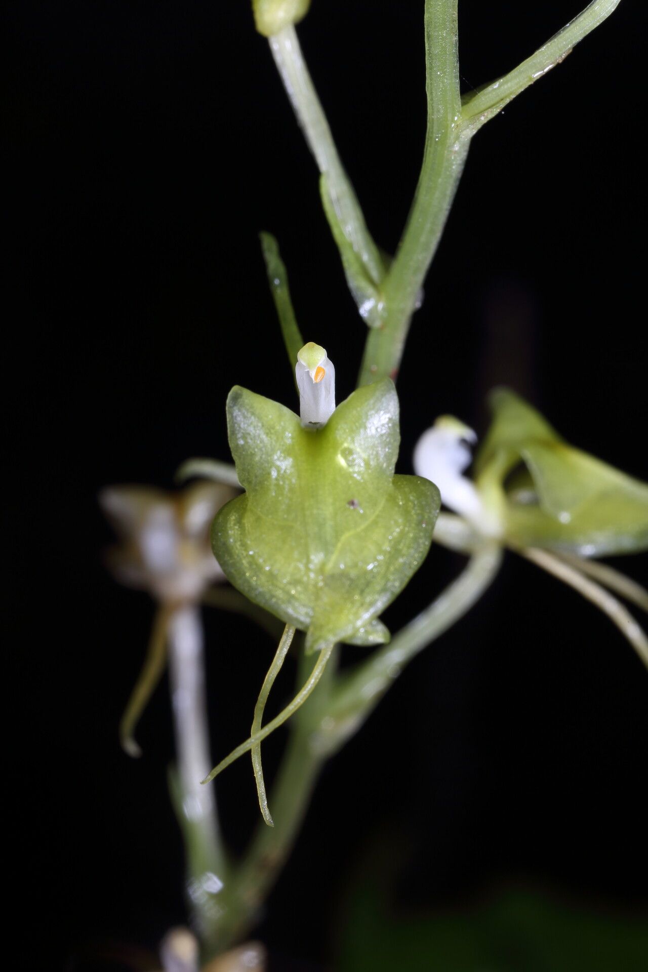 Liparis clareae flower