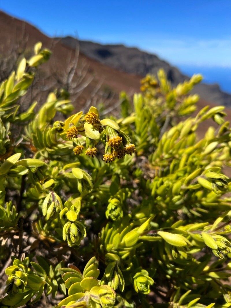 Dubautia menziesii flower