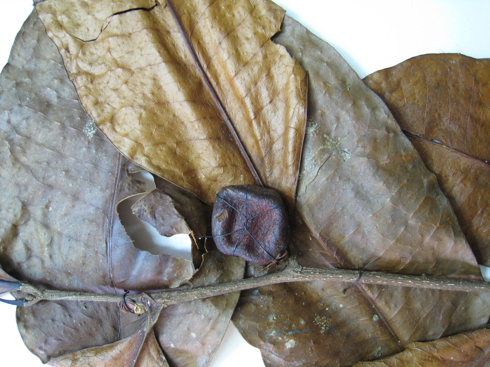 Casearia resinifera — houseplant care guide