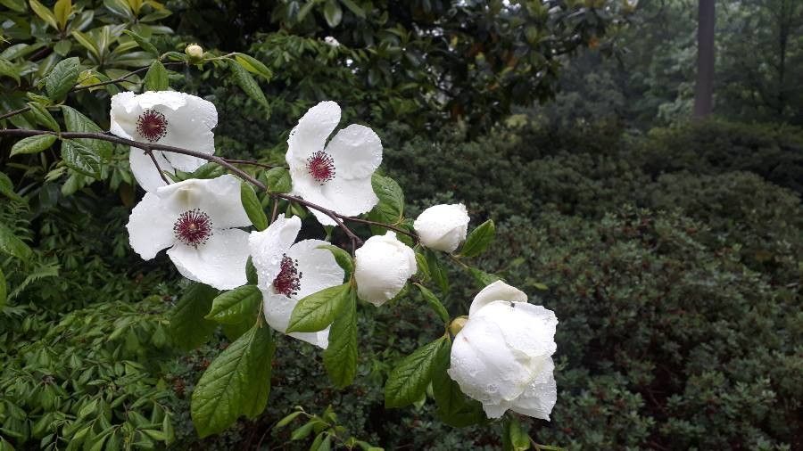 Stewartia malacodendron flower