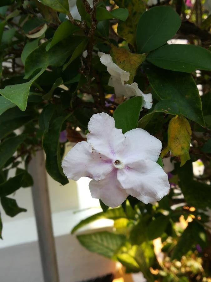 Brunfelsia uniflora flower