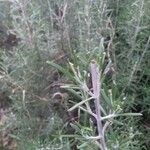 Rosmarinus officinalis