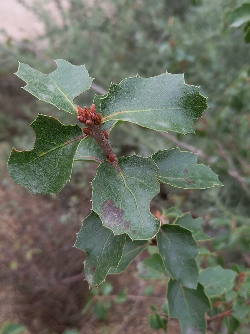Quercus berberidifolia leaf