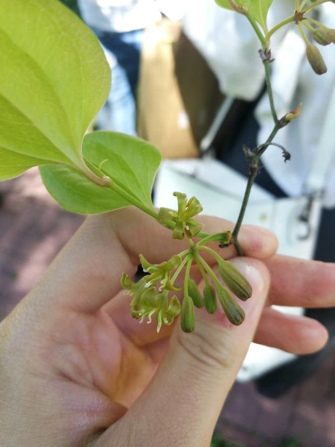 Smilax excelsa flower