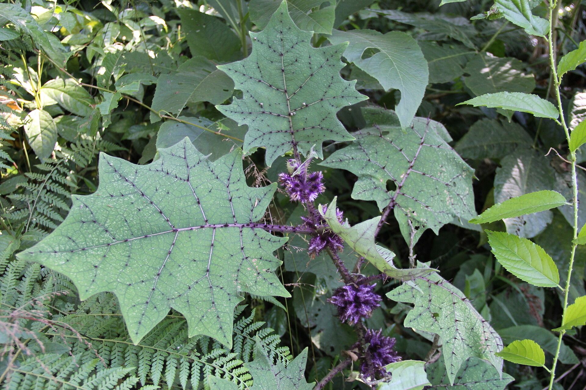 Solanum involucratum — houseplant care guide