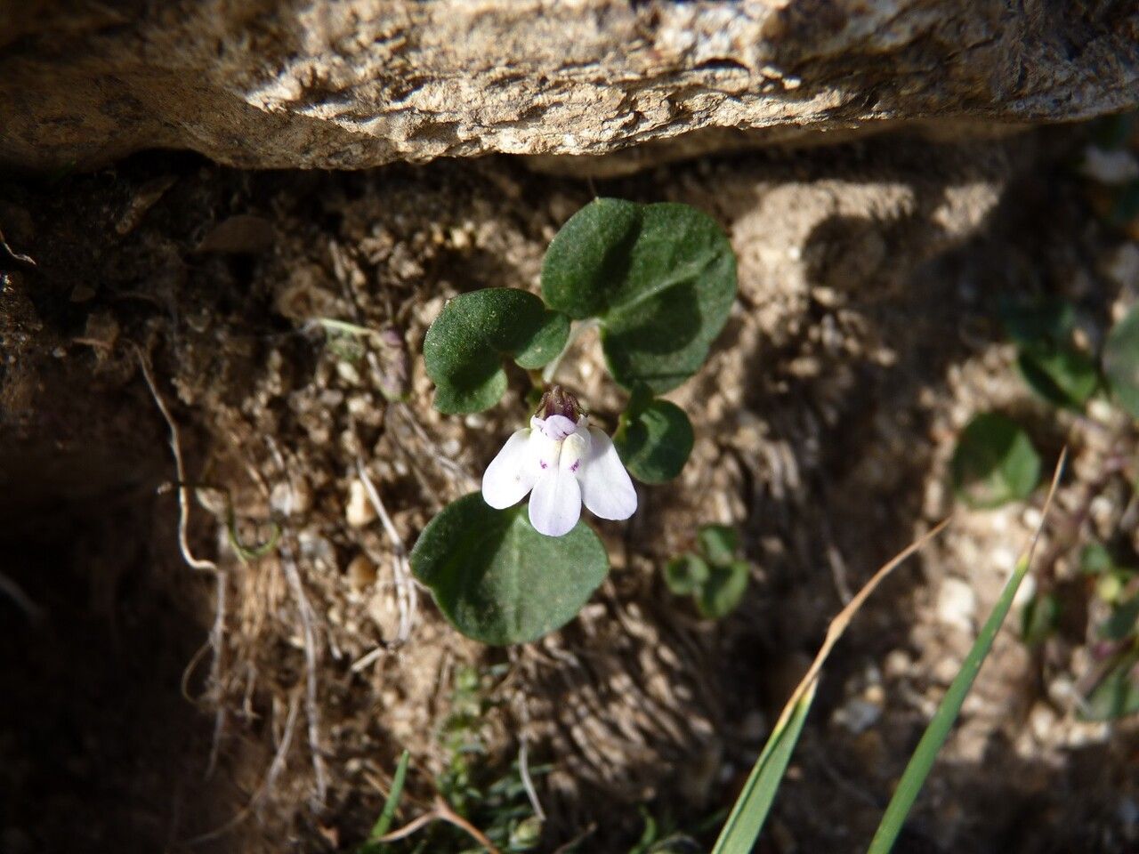 Cymbalaria hepaticifolia flower