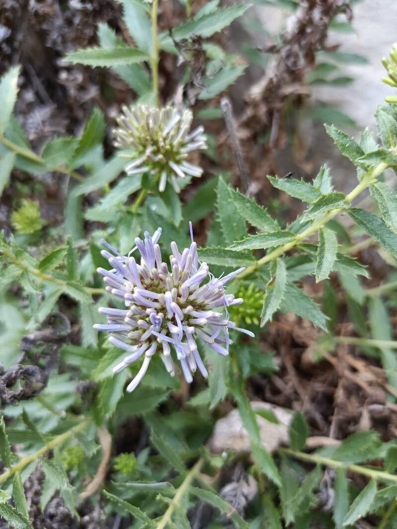 Campanula rumeliana — houseplant care guide