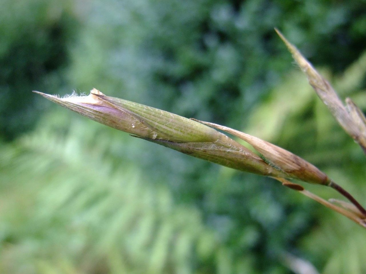 Pseudosasa disticha fruit