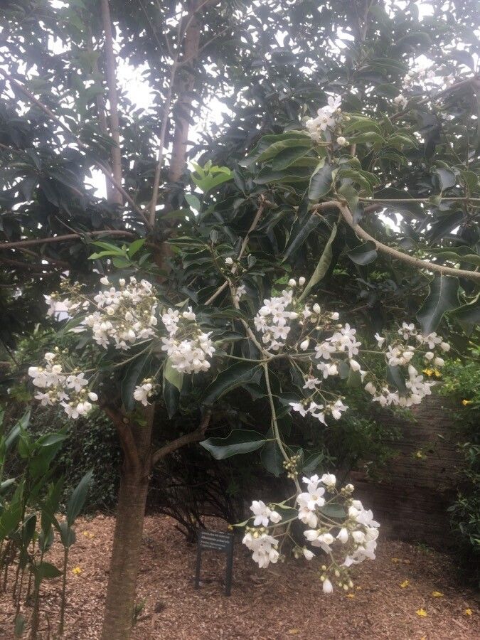 Cordia glazioviana flower