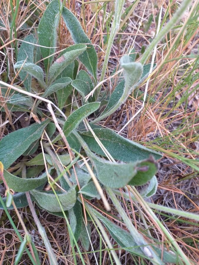 Inula montana — search result for 'Inula'