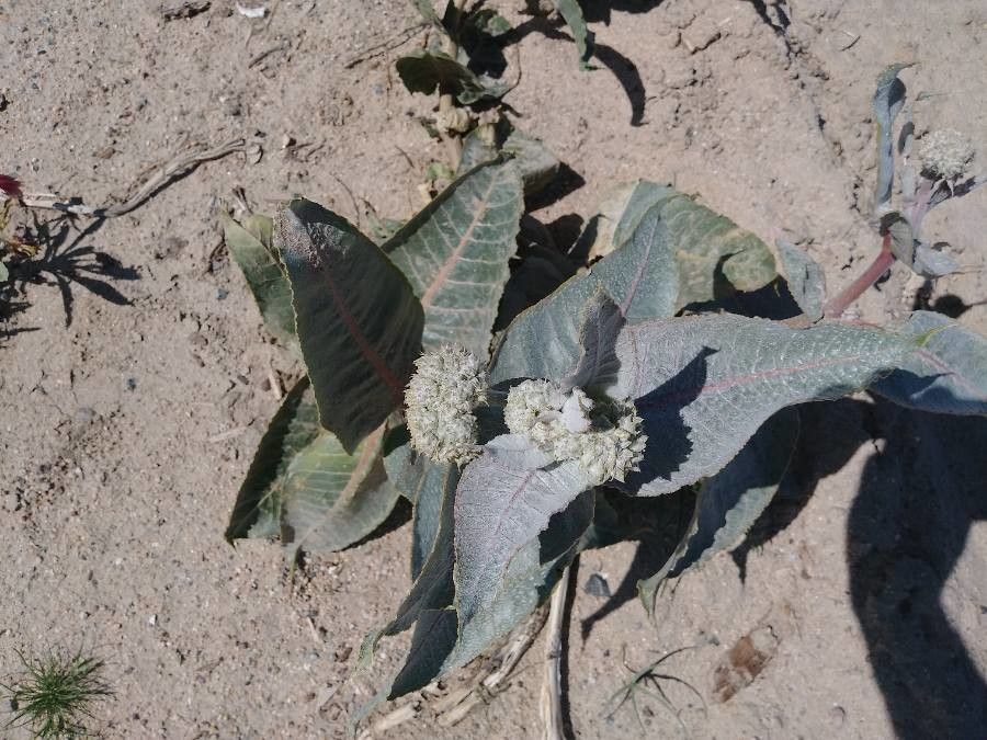 Asclepias erosa — search result for 'Asclepias'