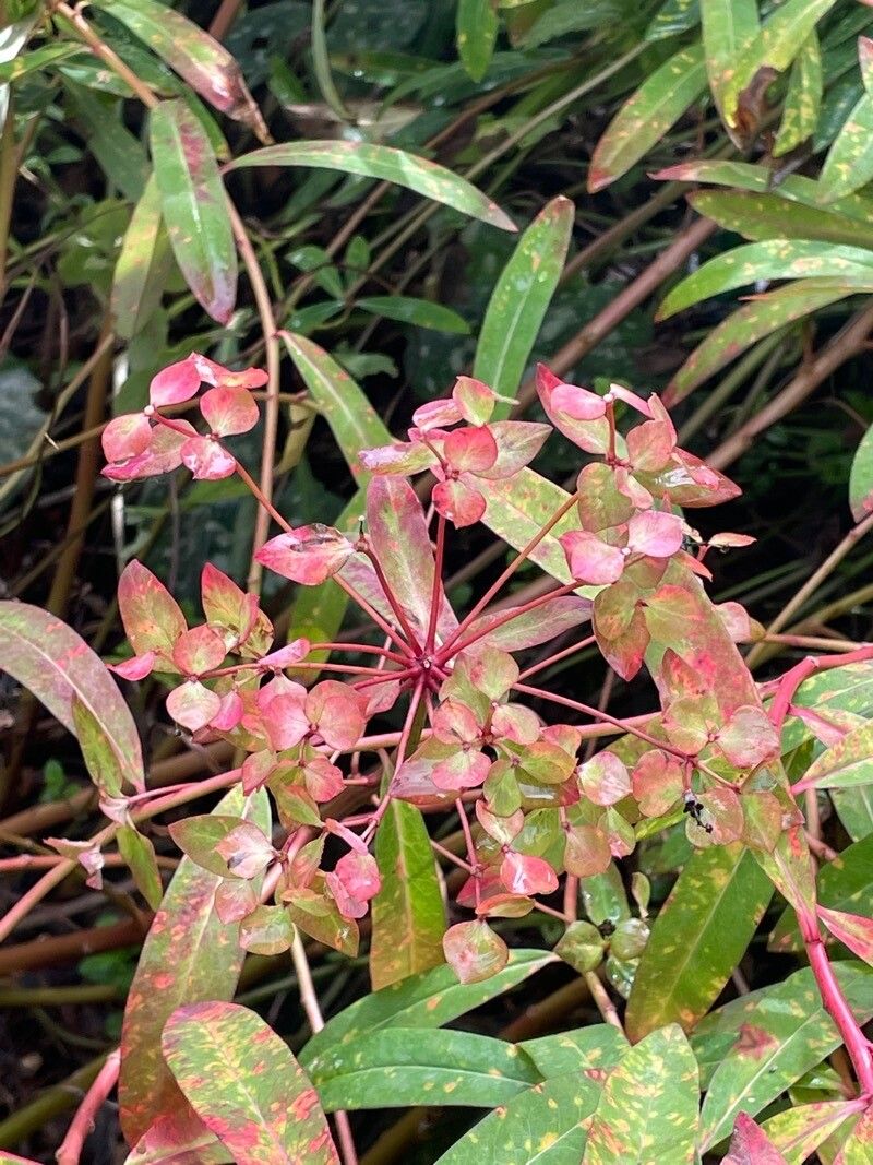 Euphorbia palustris fruit