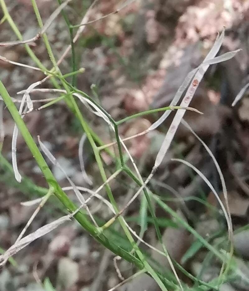 Arabidopsis halleri fruit