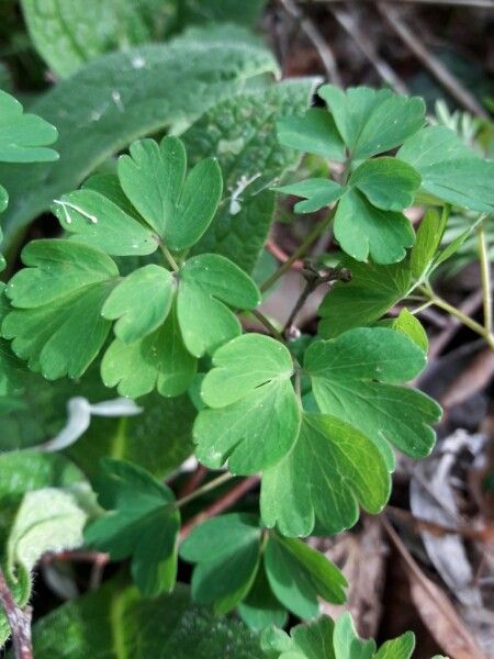 Isopyrum thalictroides — search result for 'Anemone'