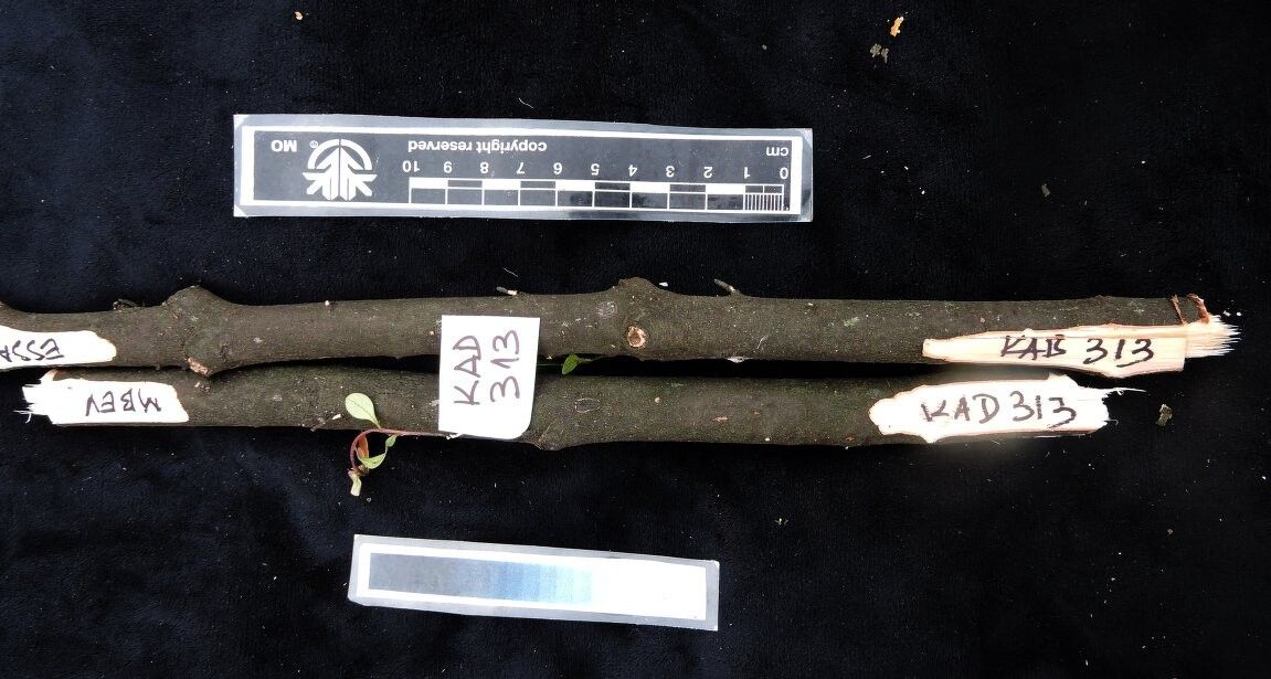 Diospyros pervilleana — houseplant care guide