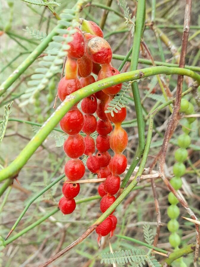 Prosopis argentina fruit