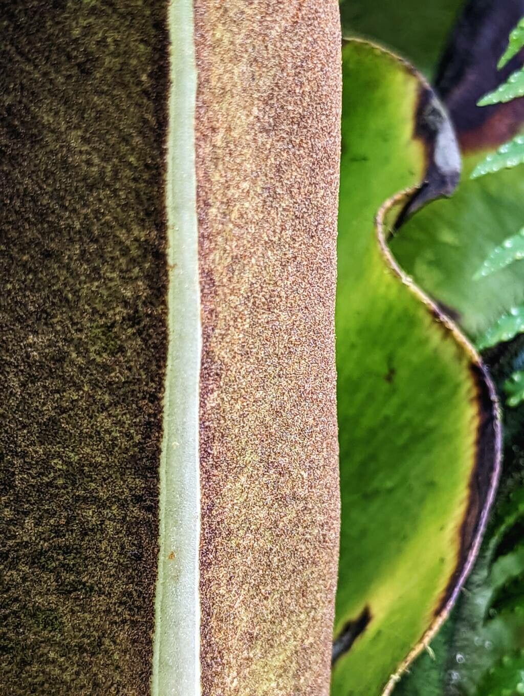 Elaphoglossum crinitum fruit