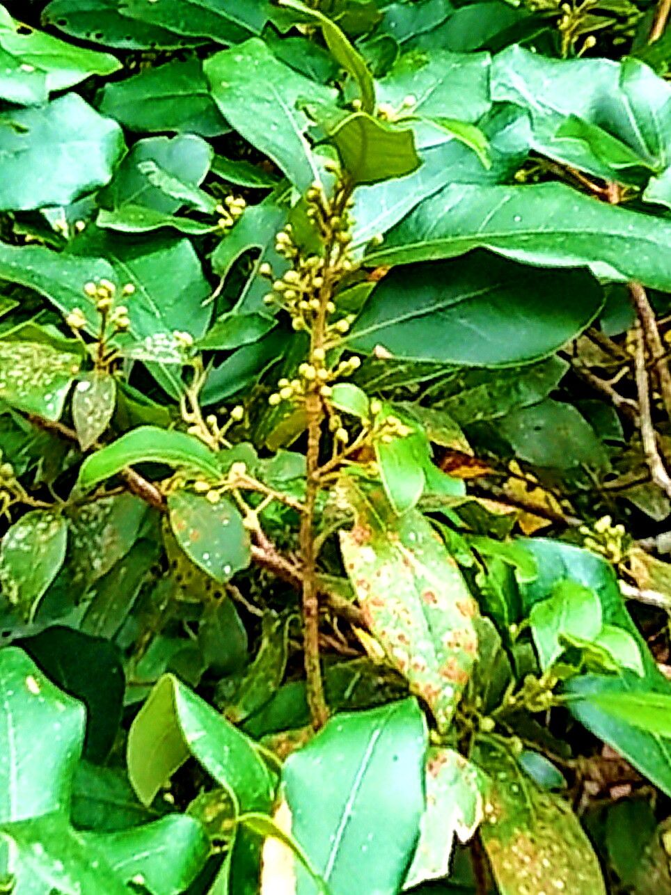 Litsea akoensis — related species from the same genus