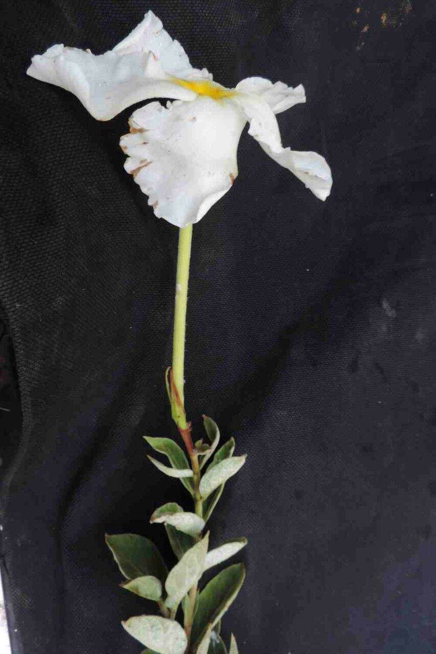 Mandevilla longiflora flower