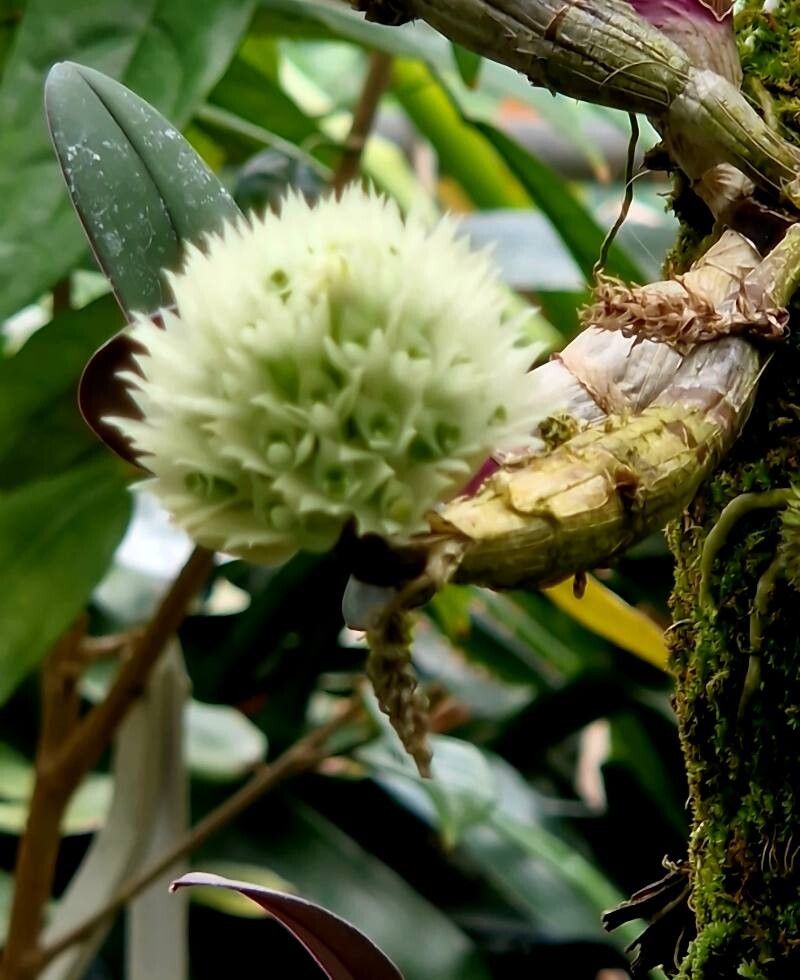 Dendrobium capituliflorum flower