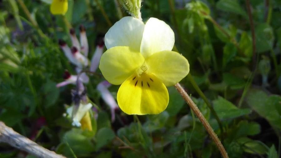 Viola roccabrunensis flower