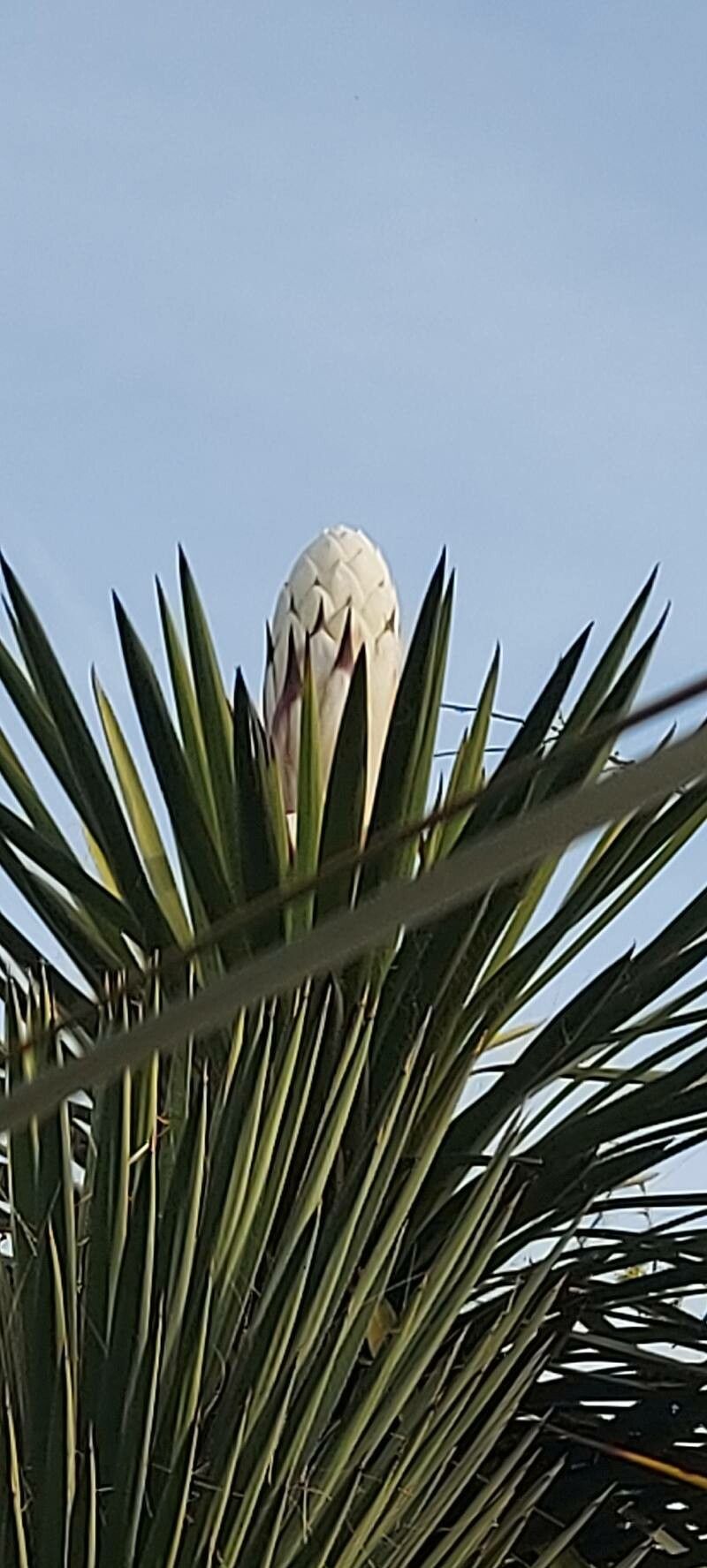 Yucca carnerosana flower