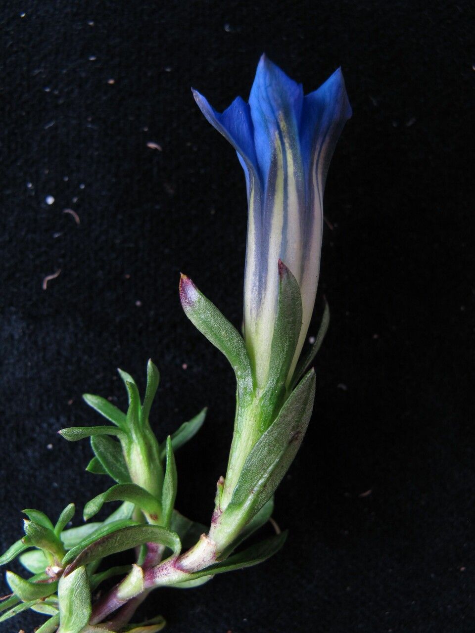 Gentiana prolata habit
