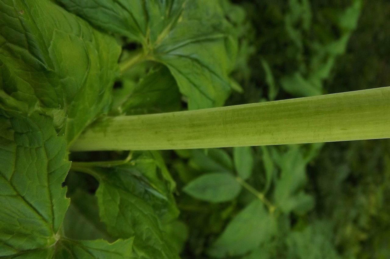 Valeriana pyrenaica bark