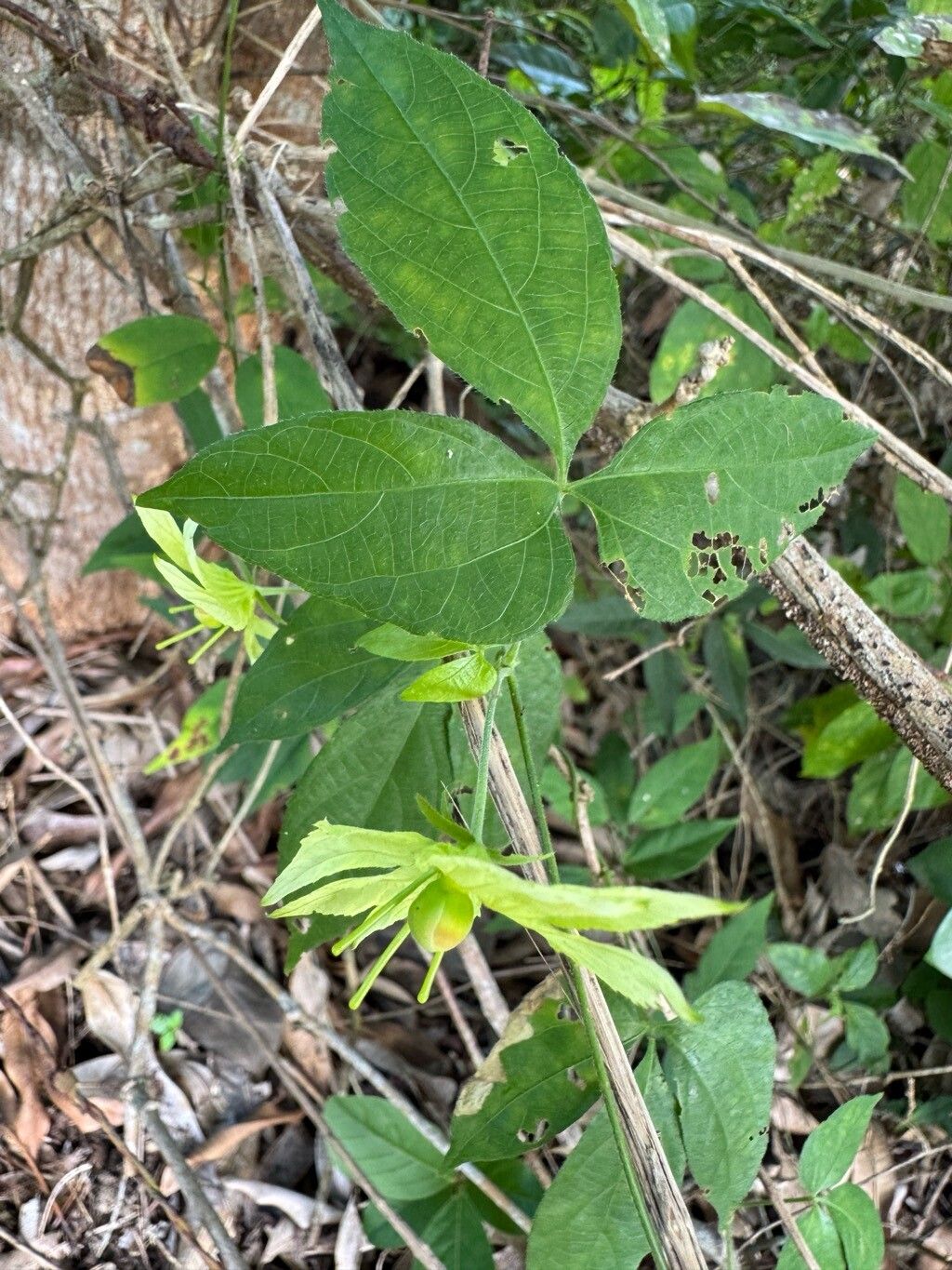 Dalechampia peckoltiana — houseplant care guide