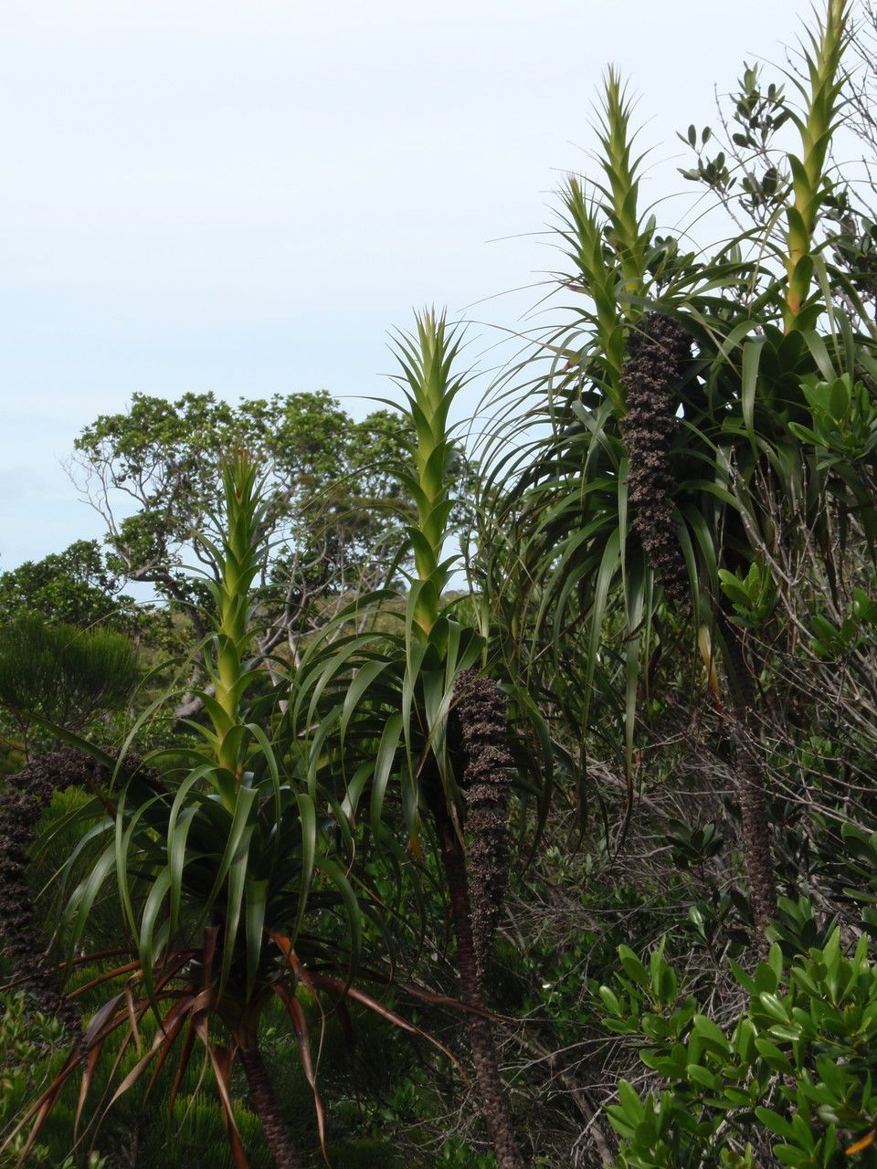 Dracophyllum verticillatum leaf