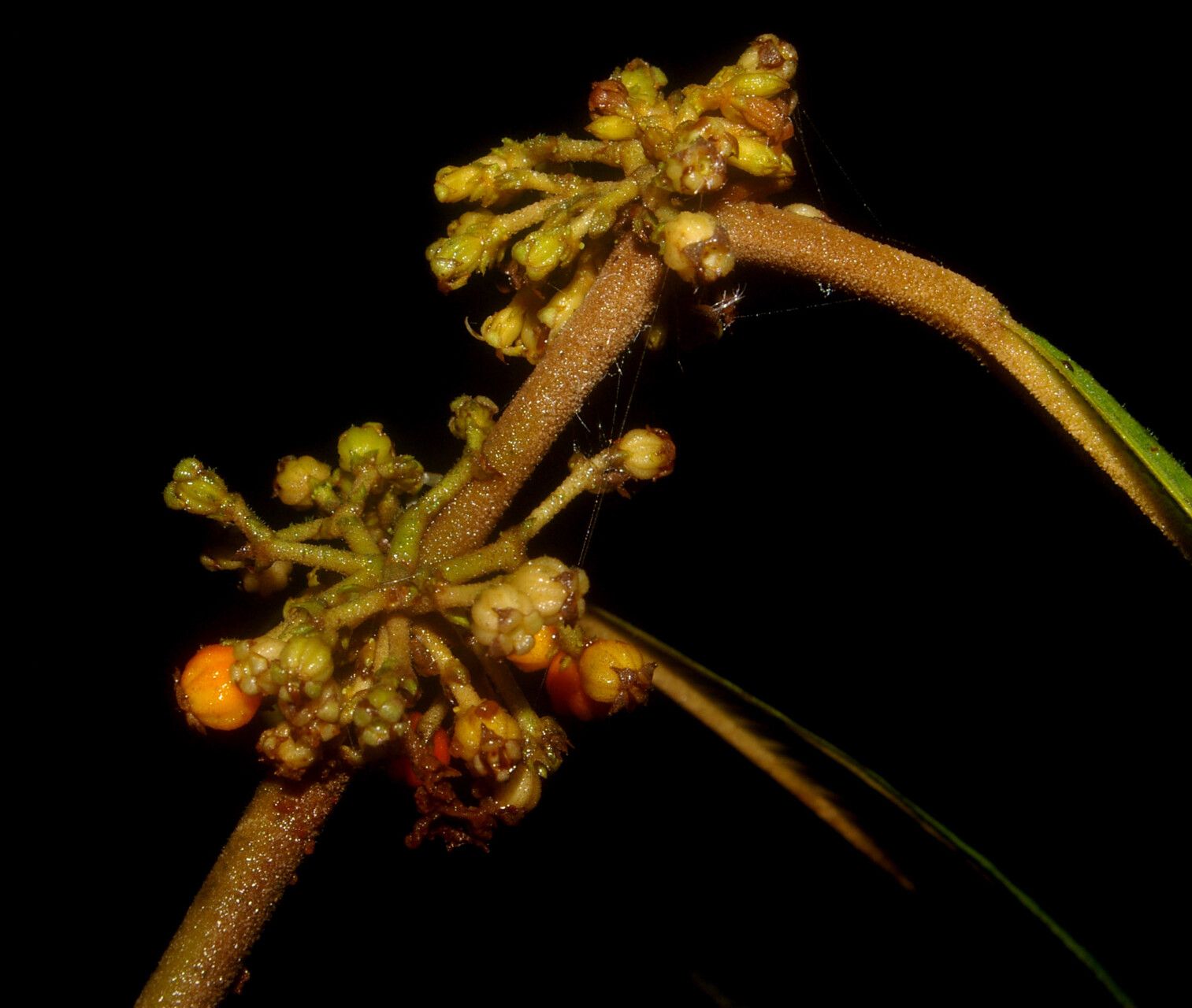 Miconia evanescens flower