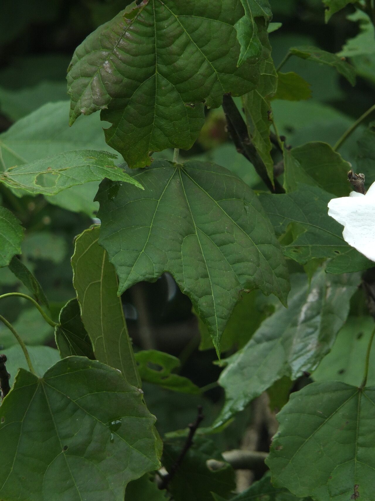 Hibiscus platanifolius leaf
