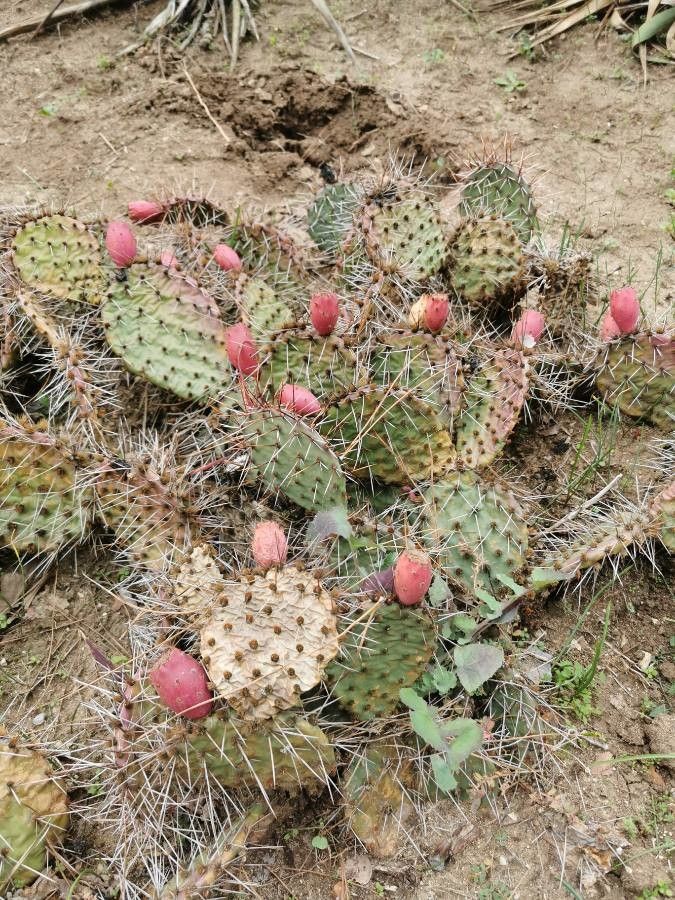 Opuntia aureispina — search result for 'Opuntia'