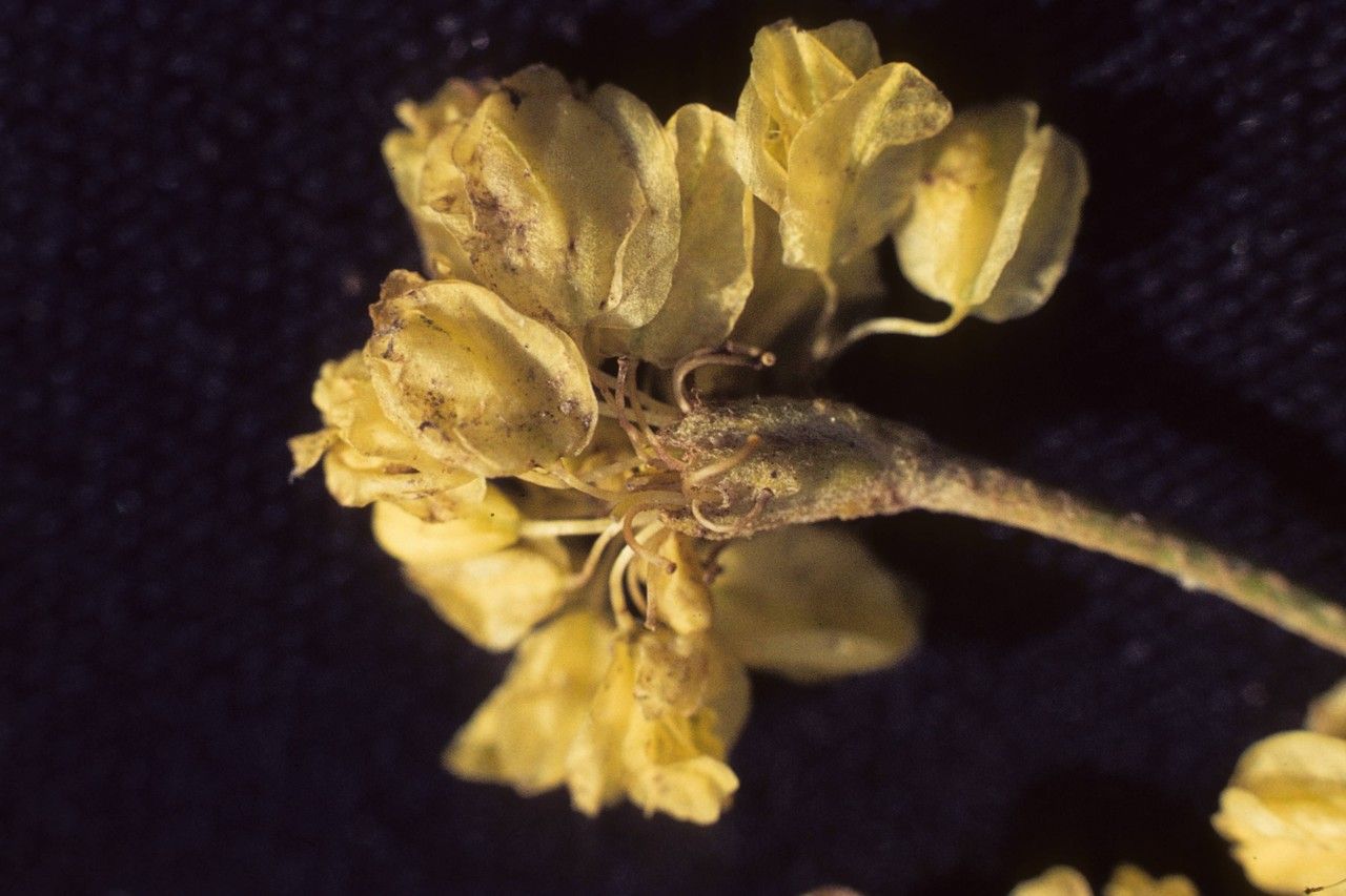 Eriogonum collinum — search result for 'Eriogonum'