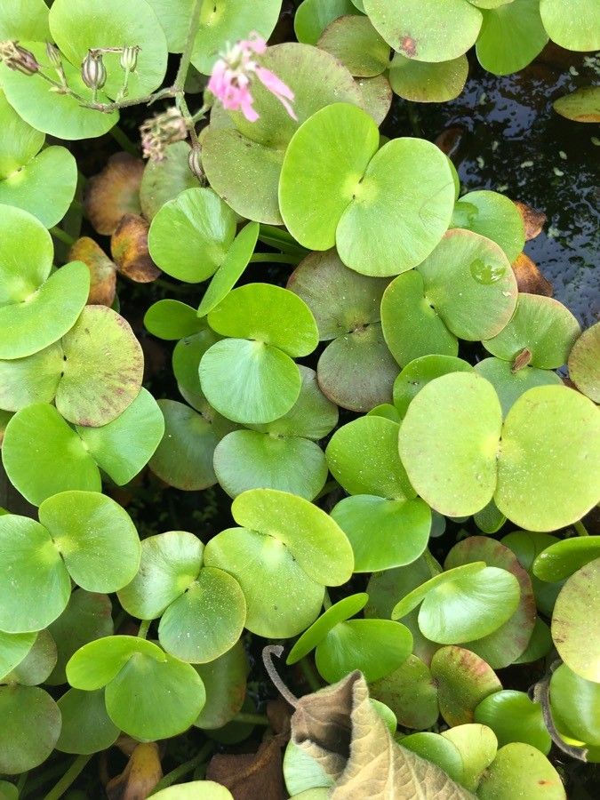 Regnellidium diphyllum habit